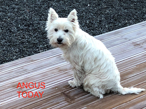 ANGUS AFTER-459 ANGUS AFTER-459